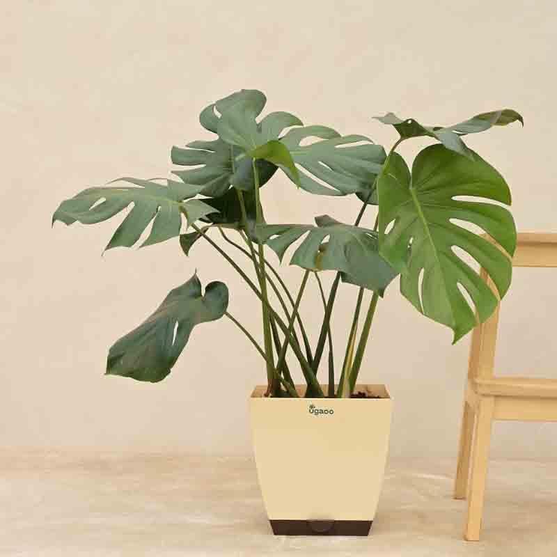 Buy Ugaoo Monstera Deliciosa Plant - XL Live Plants from Vaaree