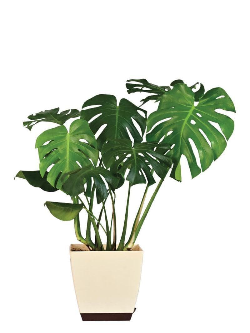 Buy Ugaoo Monstera Deliciosa Plant - XL Live Plants from Vaaree