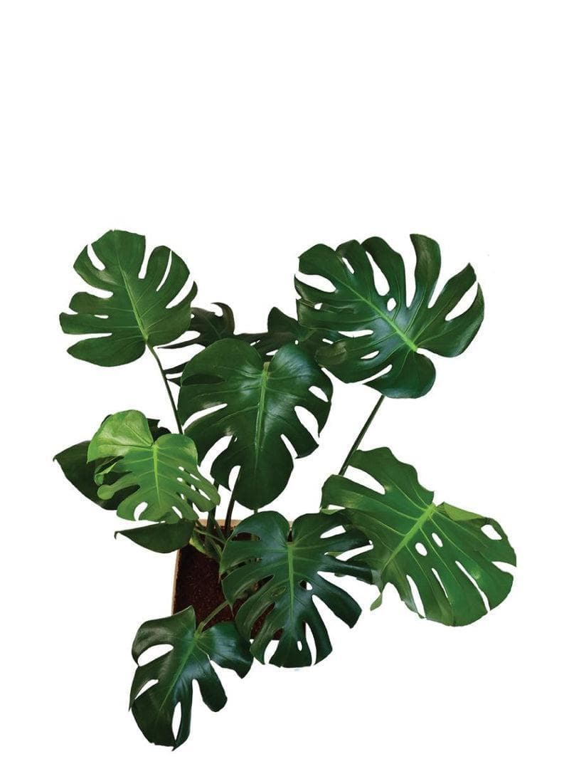 Buy Ugaoo Monstera Deliciosa Plant - XL Live Plants from Vaaree