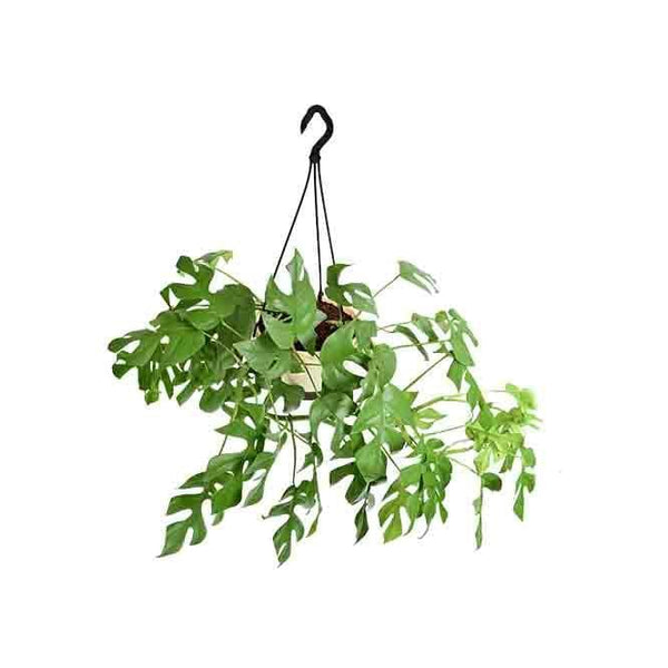 Buy Ugaoo Monstera Minima in Hanging Planter Plant Live Plants from Vaaree