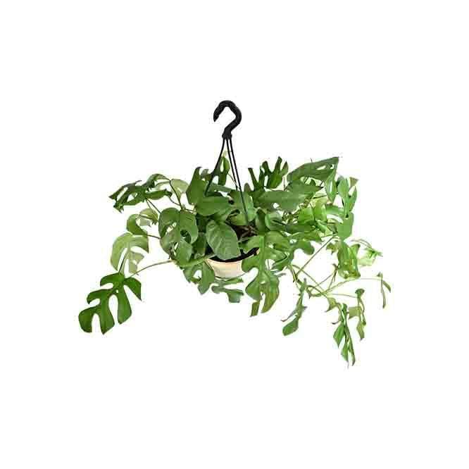 Buy Ugaoo Monstera Minima in Hanging Planter Plant Live Plants from Vaaree