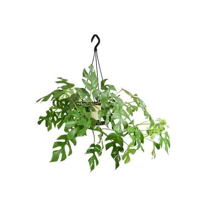 Buy Ugaoo Monstera Minima in Hanging Planter Plant Live Plants from Vaaree