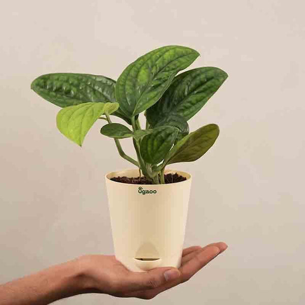 Buy Ugaoo Monstera Peru Green Plant Live Plants from Vaaree