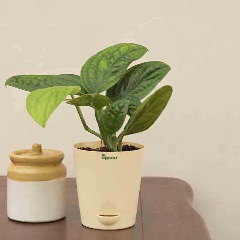 Buy Ugaoo Monstera Peru Green Plant Live Plants from Vaaree