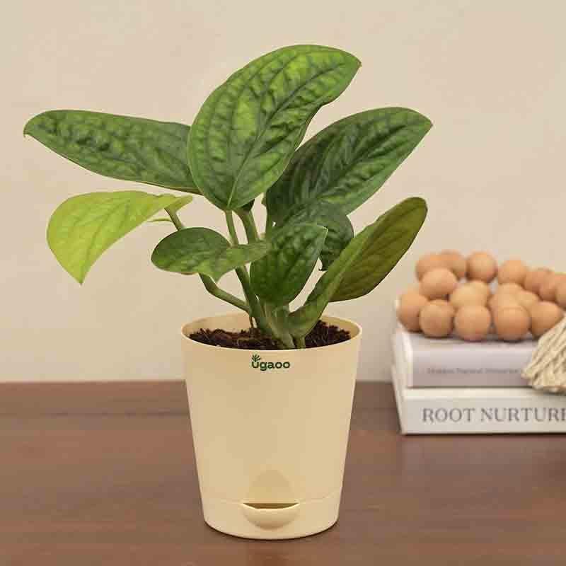 Buy Ugaoo Monstera Peru Green Plant Live Plants from Vaaree