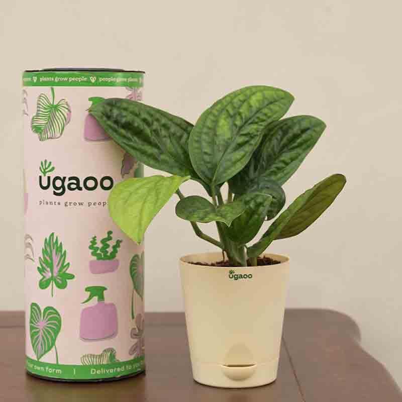 Buy Ugaoo Monstera Peru Green Plant Live Plants from Vaaree