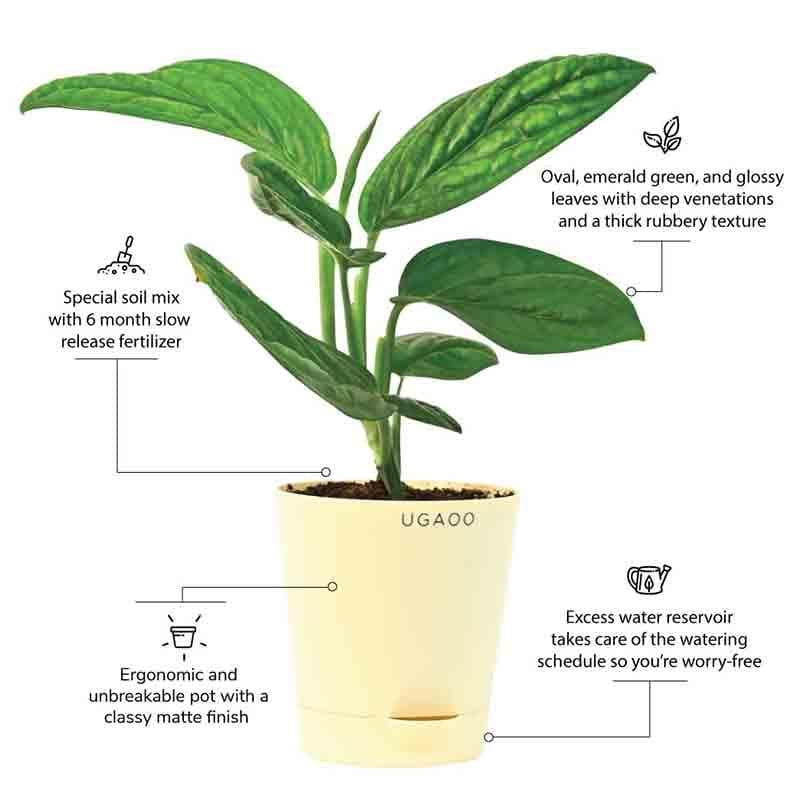 Buy Ugaoo Monstera Peru Green Plant Live Plants from Vaaree