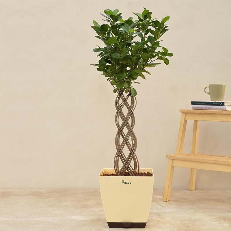 Buy Ugaoo Netted Ficus Tree Live Plants from Vaaree