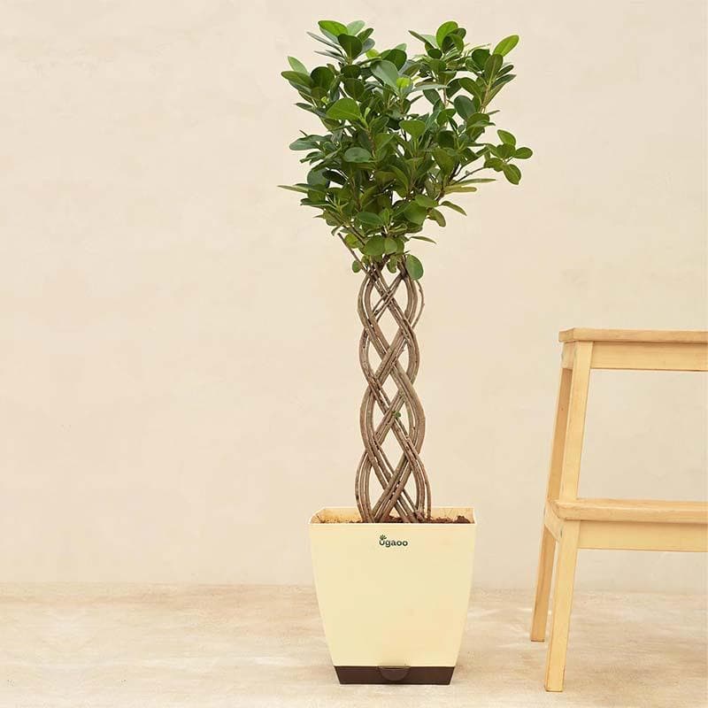 Buy Live Plants - Ugaoo Netted Ficus Tree at Vaaree online