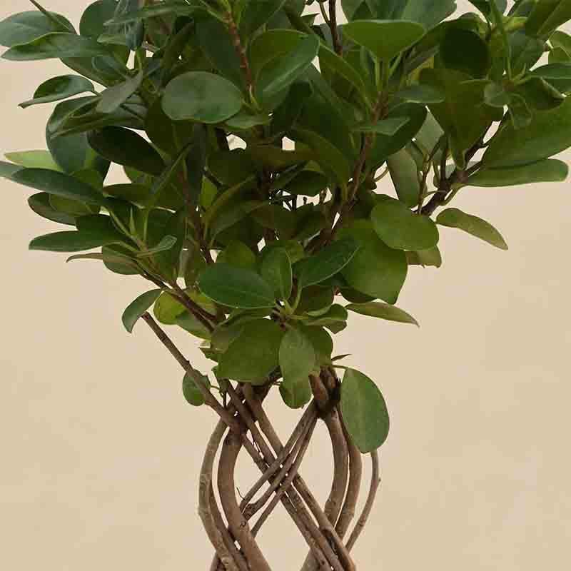 Buy Ugaoo Netted Ficus Tree Live Plants from Vaaree