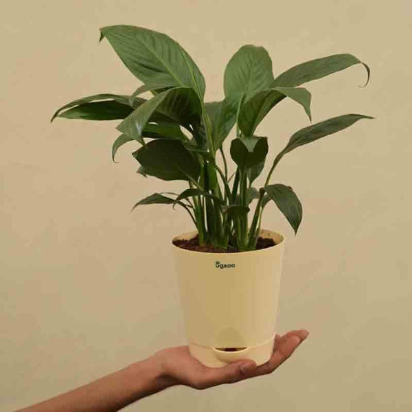 Buy Ugaoo Peace Lily Plant - Medium Live Plants from Vaaree