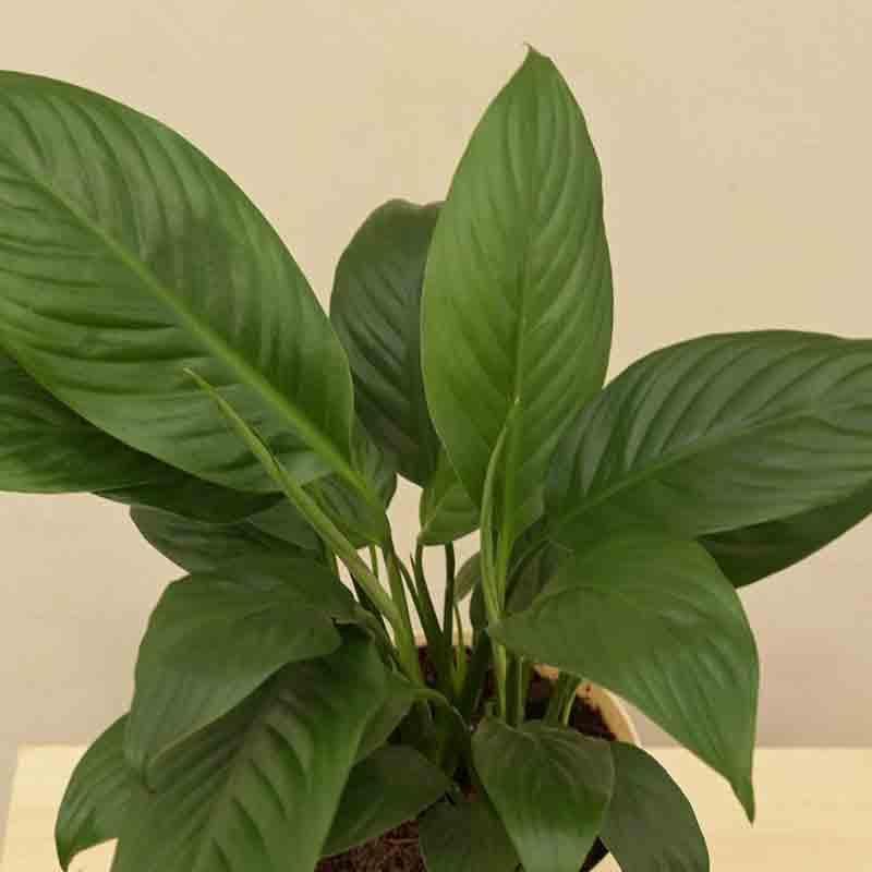 Buy Ugaoo Peace Lily Plant - Medium Live Plants from Vaaree