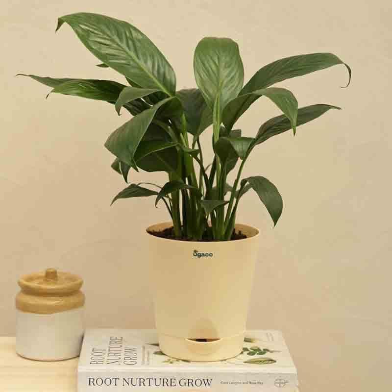 Buy Ugaoo Peace Lily Plant - Medium Live Plants from Vaaree