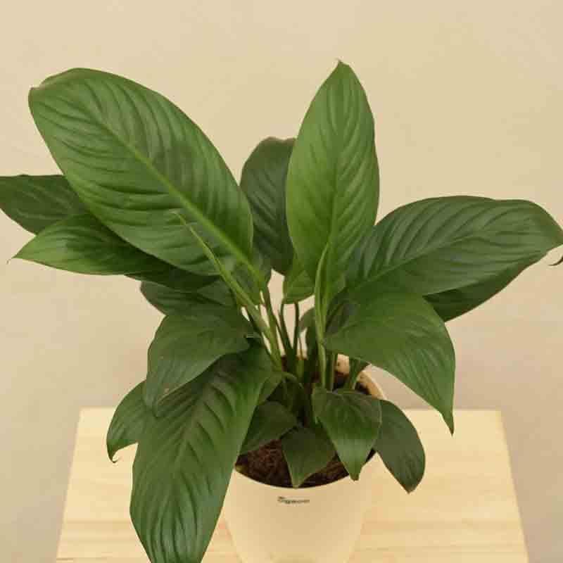 Buy Ugaoo Peace Lily Plant - Medium Live Plants from Vaaree