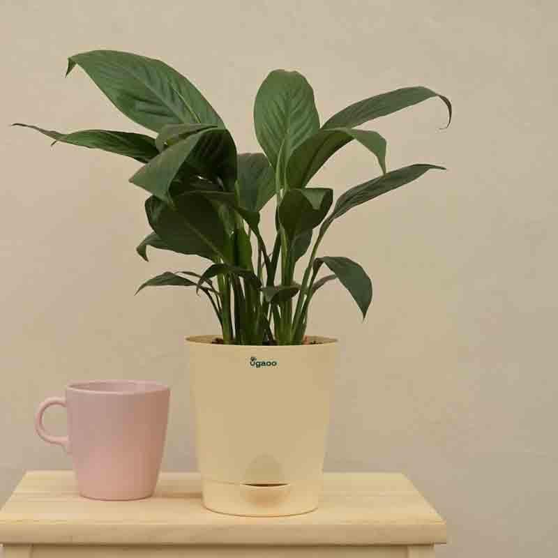 Buy Ugaoo Peace Lily Plant - Medium Live Plants from Vaaree