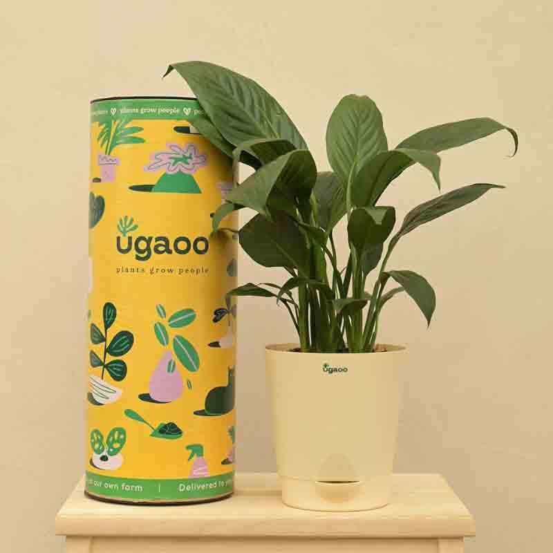 Buy Ugaoo Peace Lily Plant - Medium Live Plants from Vaaree