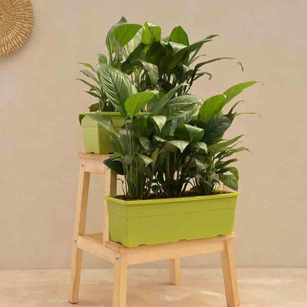 Buy Ugaoo Peace Lily Plant - Set of 2 Live Plants from Vaaree