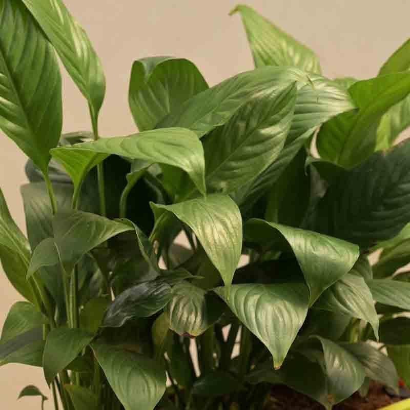 Buy Ugaoo Peace Lily Plant - Set of 2 Live Plants from Vaaree