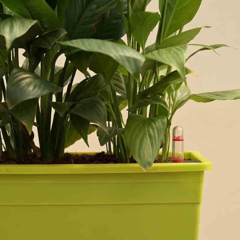 Buy Ugaoo Peace Lily Plant - Set of 2 Live Plants from Vaaree