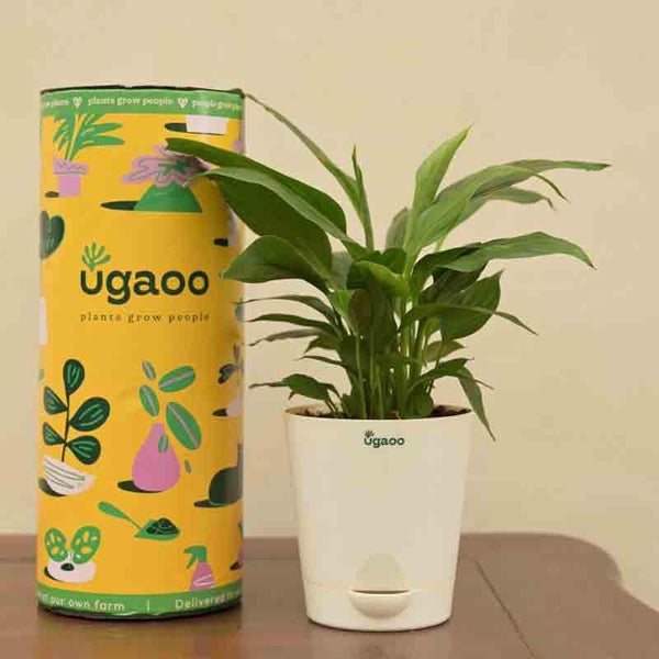 Buy Ugaoo Peace Lily Plant- Small Live Plants from Vaaree