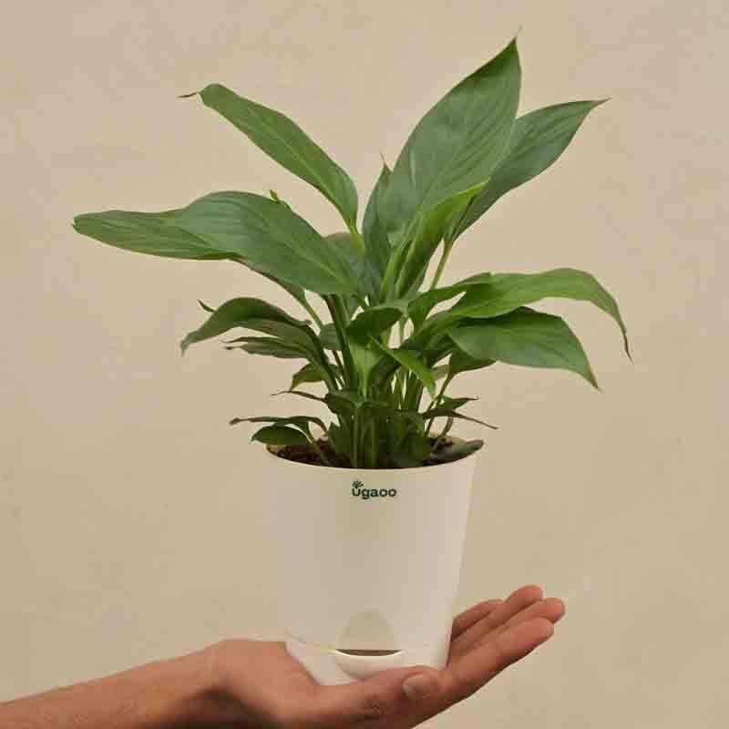Buy Live Plants - Ugaoo Peace Lily Plant- Small at Vaaree online