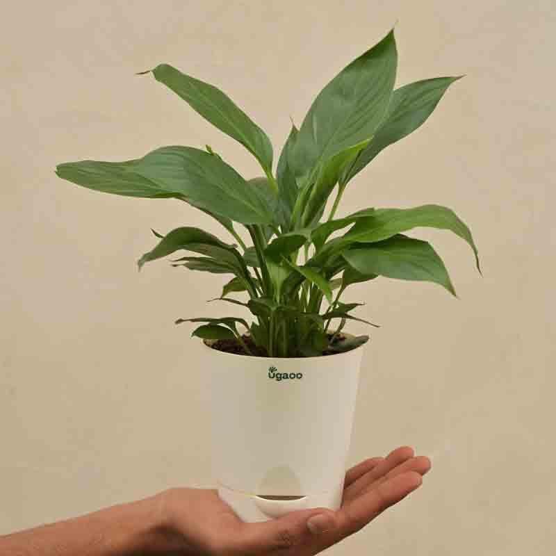 Buy Ugaoo Peace Lily Plant- Small Live Plants from Vaaree