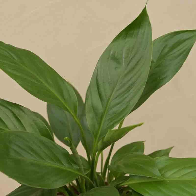 Buy Ugaoo Peace Lily Plant- Small Live Plants from Vaaree