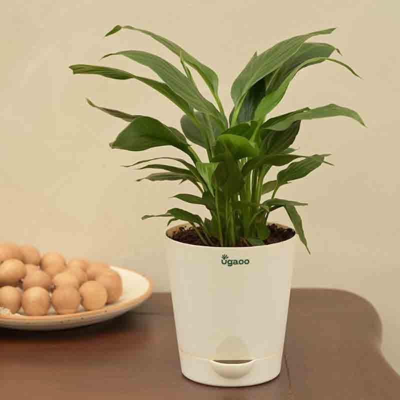 Buy Ugaoo Peace Lily Plant- Small Live Plants from Vaaree