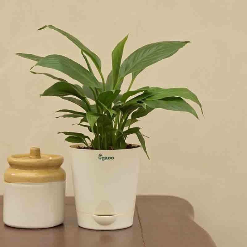 Buy Ugaoo Peace Lily Plant- Small Live Plants from Vaaree