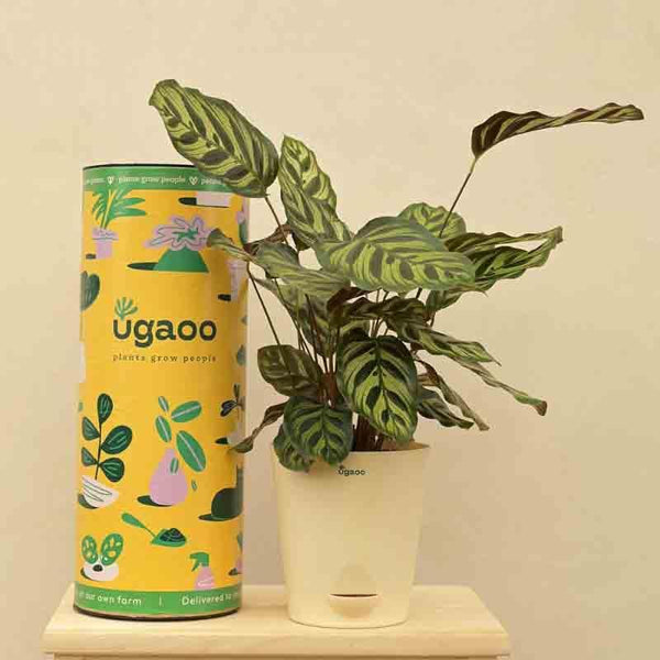 Buy Ugaoo Peacock Plant Live Plants from Vaaree