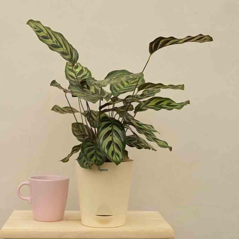 Buy Ugaoo Peacock Plant Live Plants from Vaaree