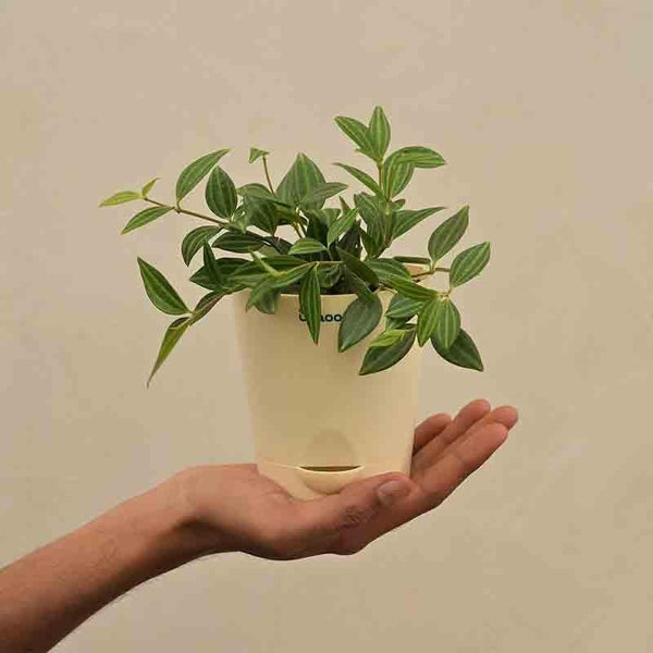 Buy Ugaoo Peperomia Angulata Plant Live Plants from Vaaree