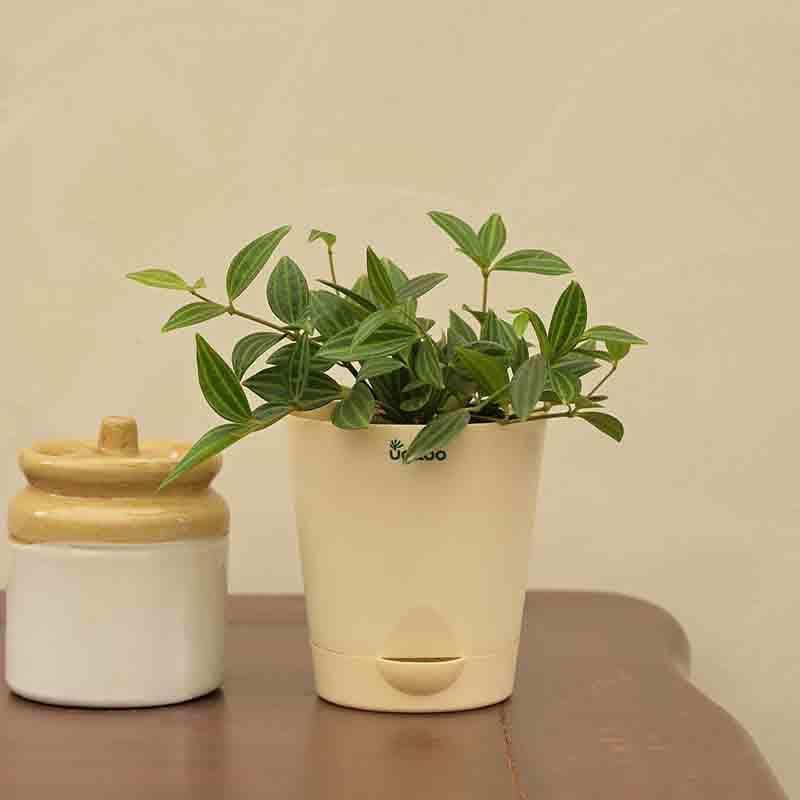 Buy Ugaoo Peperomia Angulata Plant Live Plants from Vaaree