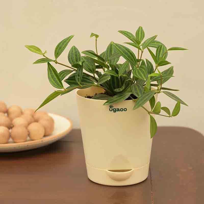 Buy Ugaoo Peperomia Angulata Plant Live Plants from Vaaree