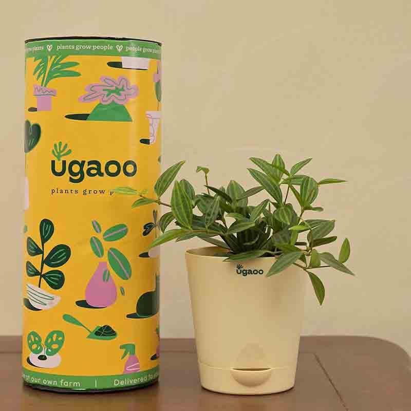 Buy Ugaoo Peperomia Angulata Plant Live Plants from Vaaree