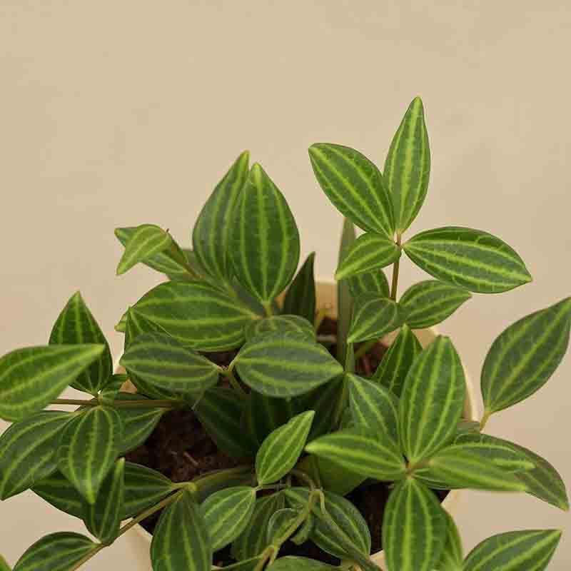 Buy Ugaoo Peperomia Angulata Plant Live Plants from Vaaree