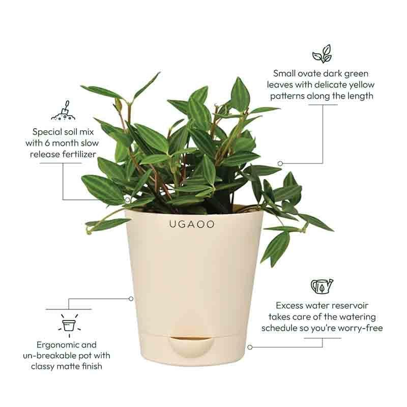 Buy Ugaoo Peperomia Angulata Plant Live Plants from Vaaree