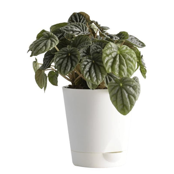 Buy Ugaoo Peperomia Caperata Plant Live Plants from Vaaree