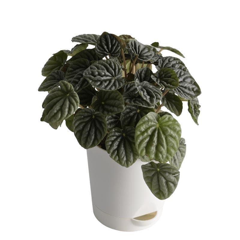 Buy Ugaoo Peperomia Caperata Plant Live Plants from Vaaree