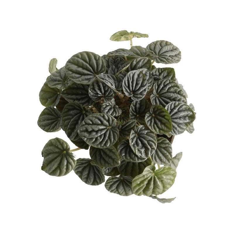 Buy Ugaoo Peperomia Caperata Plant Live Plants from Vaaree