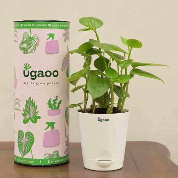 Buy Ugaoo Peperomia Green Creeper Plant Live Plants from Vaaree