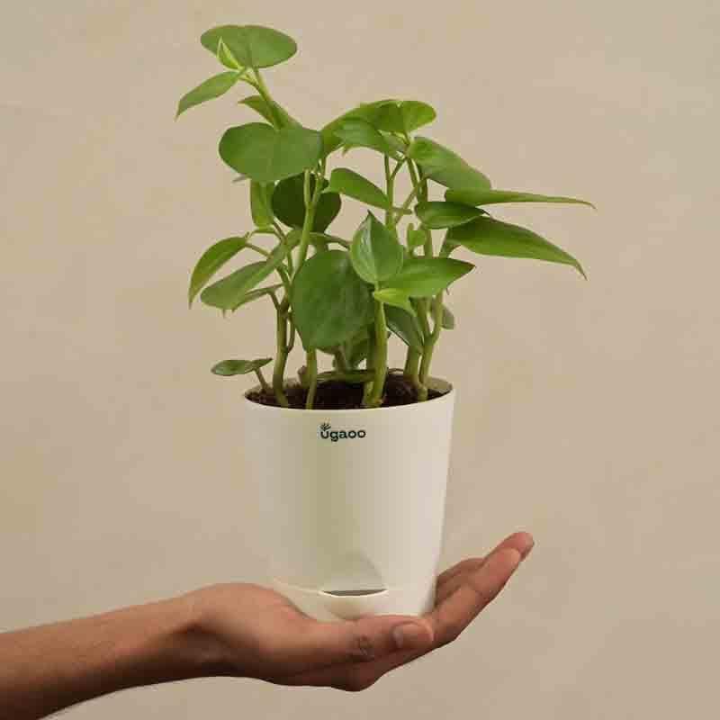 Buy Ugaoo Peperomia Green Creeper Plant Live Plants from Vaaree