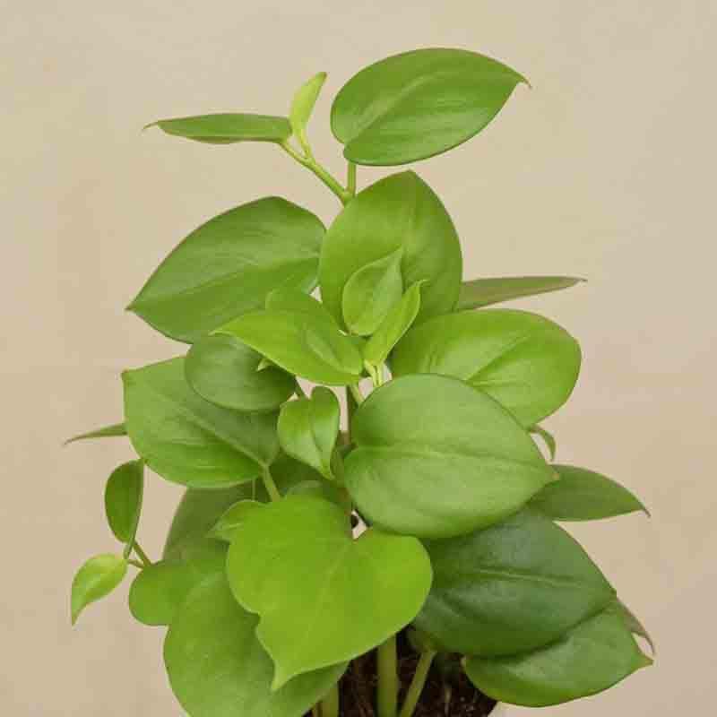 Buy Ugaoo Peperomia Green Creeper Plant Live Plants from Vaaree