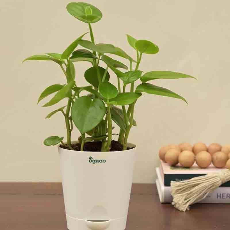 Buy Ugaoo Peperomia Green Creeper Plant Live Plants from Vaaree