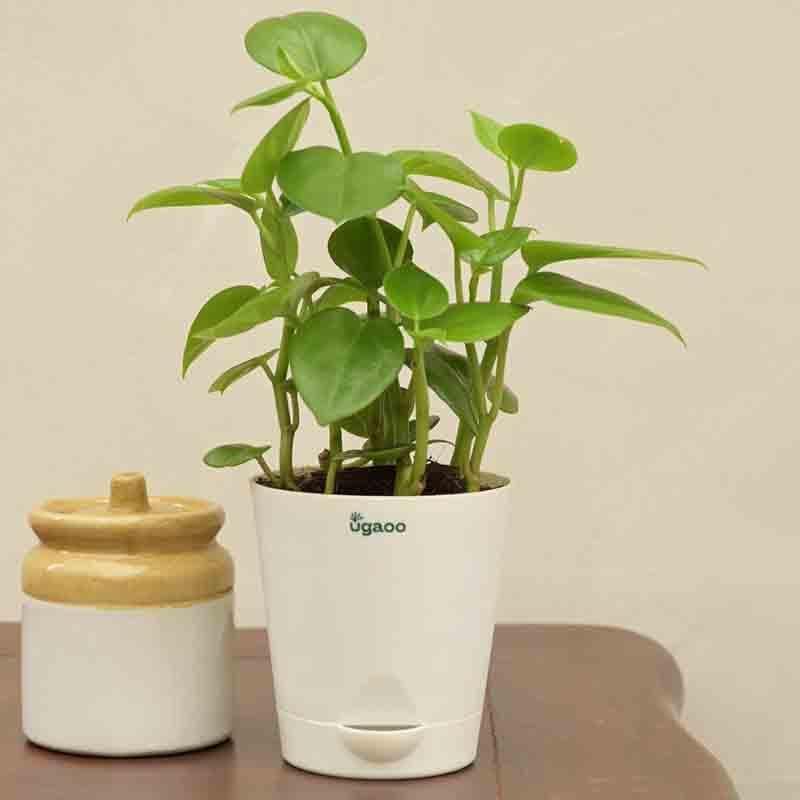 Buy Ugaoo Peperomia Green Creeper Plant Live Plants from Vaaree