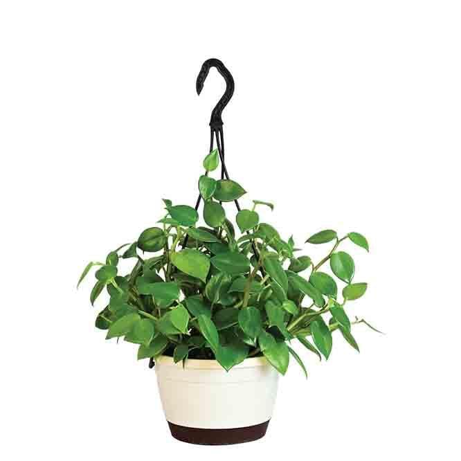 Buy Ugaoo Peperomia Green Creeper with Hanging Planter Live Plants from Vaaree