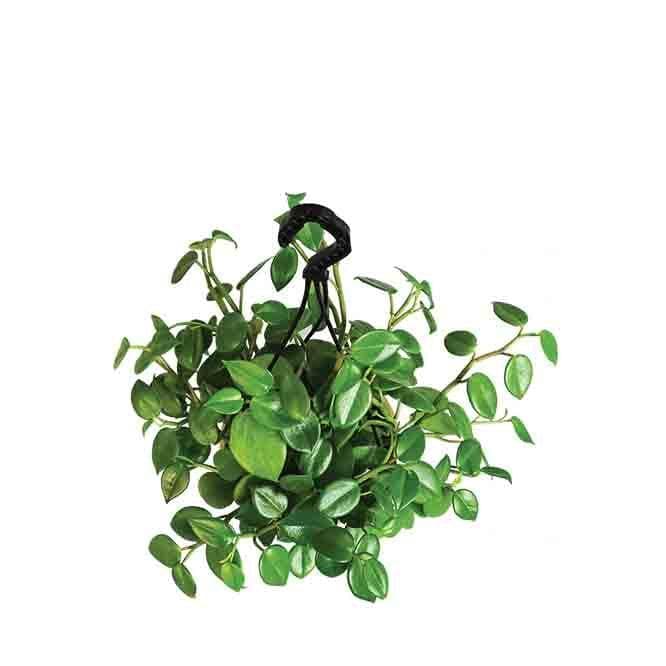 Buy Ugaoo Peperomia Green Creeper with Hanging Planter Live Plants from Vaaree