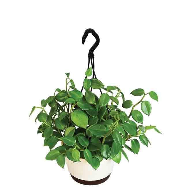 Buy Ugaoo Peperomia Green Creeper with Hanging Planter Live Plants from Vaaree