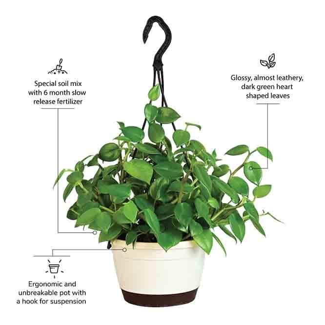 Buy Ugaoo Peperomia Green Creeper with Hanging Planter Live Plants from Vaaree