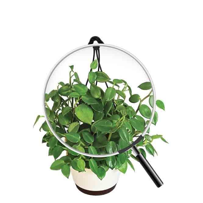 Buy Ugaoo Peperomia Green Creeper with Hanging Planter Live Plants from Vaaree